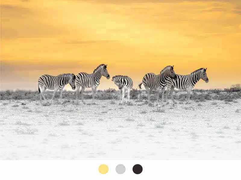 Isle of Wight gallery - Dazzle of Zebras